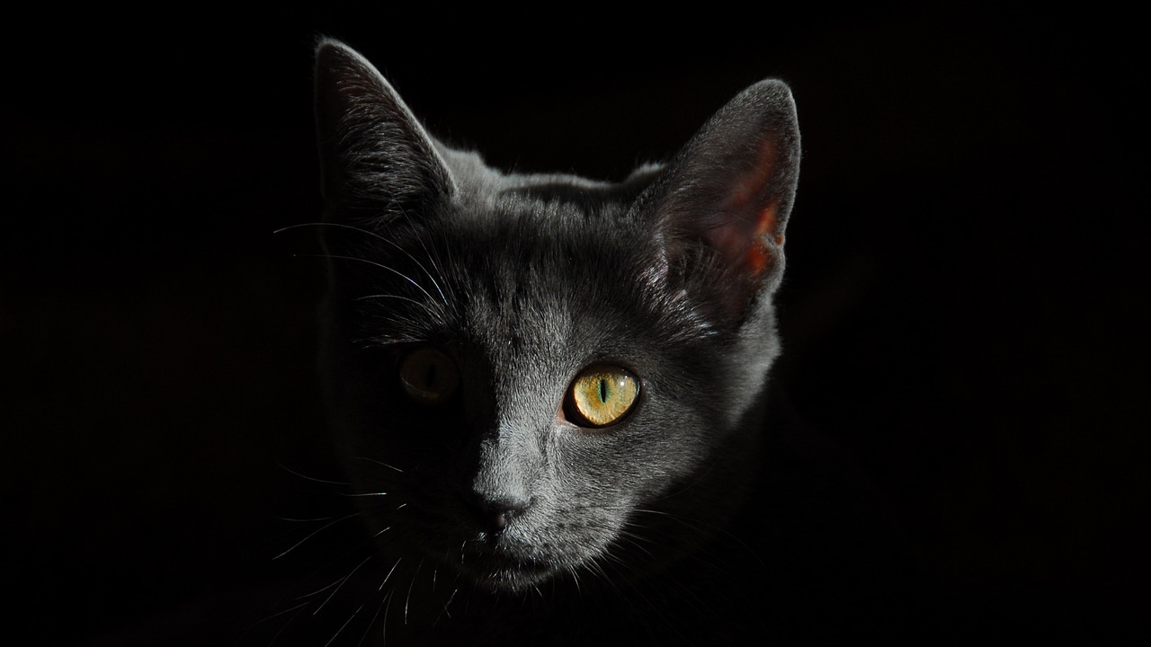 Forever Meow